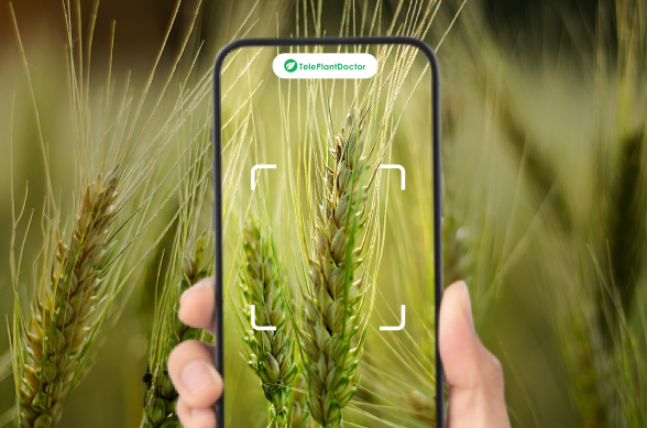 Teleplant Doctor’s Smart Agriculture and Plant Health Management System